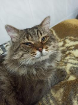 Chiquitin Bild von Chiquitin