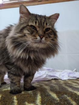 Chiquitin Bild von Chiquitin