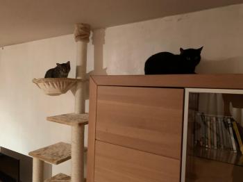 Milu Bild von Milu