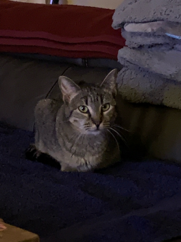 Milu Bild von Milu