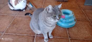 Batet Bild von Batet