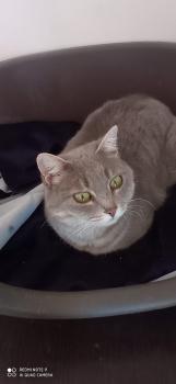Batet Bild von Batet