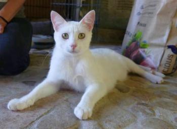 Copito Bild von Copito