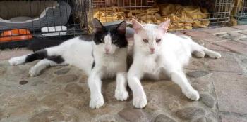 Copito Bild von Copito