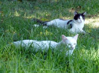 Copito Bild von Copito