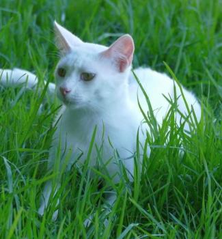 Copito Bild von Copito