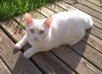 Copito Bild von Copito
