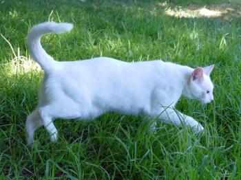 Copito Bild von Copito