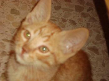 Rubete Bild von Rubete