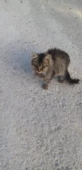 Savannah Bild von Savannah