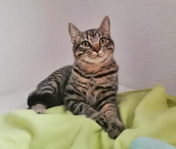 Ray Bild von Ray
