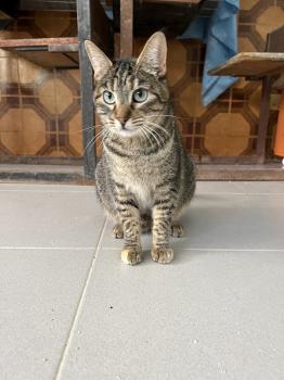 Pelusa Bild von Pelusa