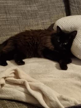 Kanna Bild von Kanna