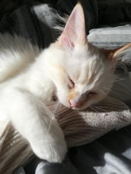 Runa Bild von Runa