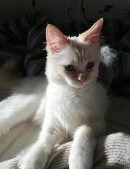 Runa Bild von Runa