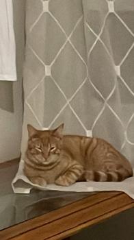 Simba Bild von Simba