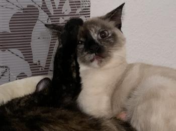 Gala Bild von Gala