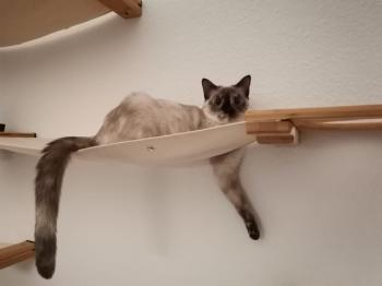 Gala Bild von Gala