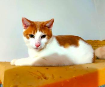 Melon Bild von Melon