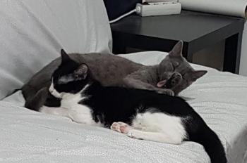 Titino Bild von Titino