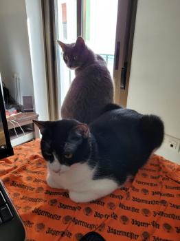 Titino Bild von Titino