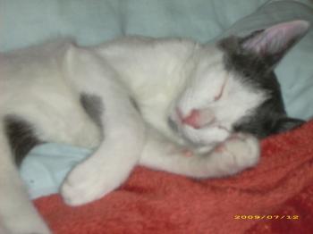 Thais Bild von Thais