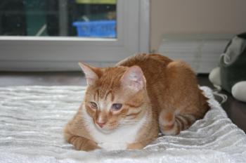 Pitu Bild von Pitu