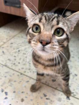 Tigre Bild von Tigre