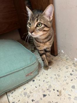 Tigre Bild von Tigre