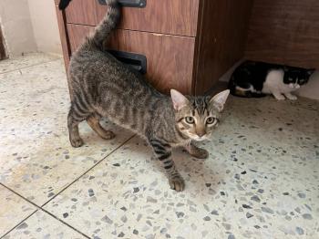 Tigre Bild von Tigre