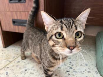 Tigre Bild von Tigre