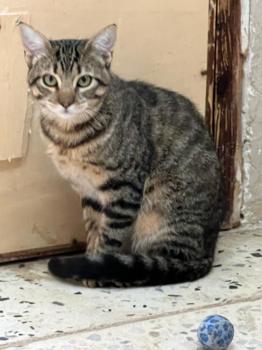 Tigre Bild von Tigre