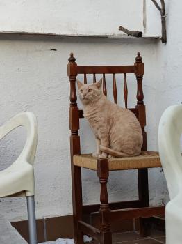 Canelo Bild von Canelo
