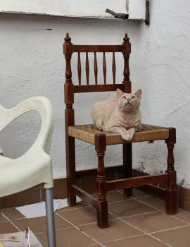 Canelo Bild von Canelo