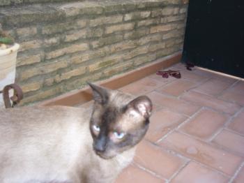 Bethovem Bild von Bethovem