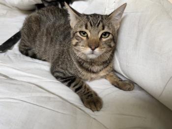 Tigre Bild von Tigre