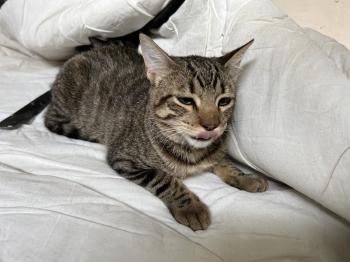 Tigre Bild von Tigre