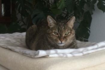 Dalila Bild von Dalila