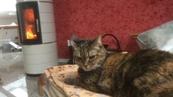 Dalila Bild von Dalila