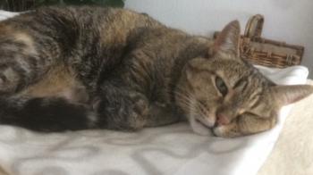 Dalila Bild von Dalila