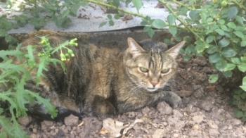 Dalila Bild von Dalila