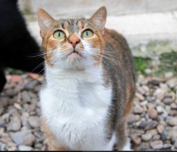 Pipa Bild von Pipa