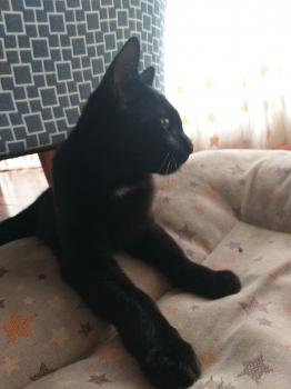 Mocho Bild von Mocho
