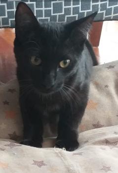 Mocho Bild von Mocho