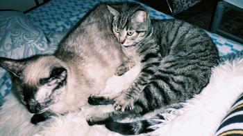 Kitty Bild von Kitty