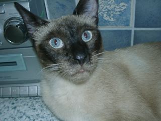 Mini Bild von Mini
