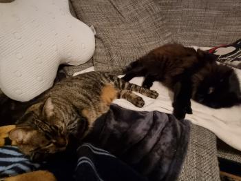 Ra Bild von Ra