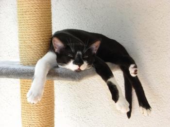 Yari Bild von Dumbo