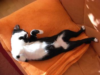 Yari Bild von Dumbo