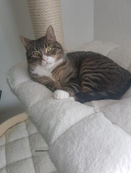 Babechi Bild von Babechi